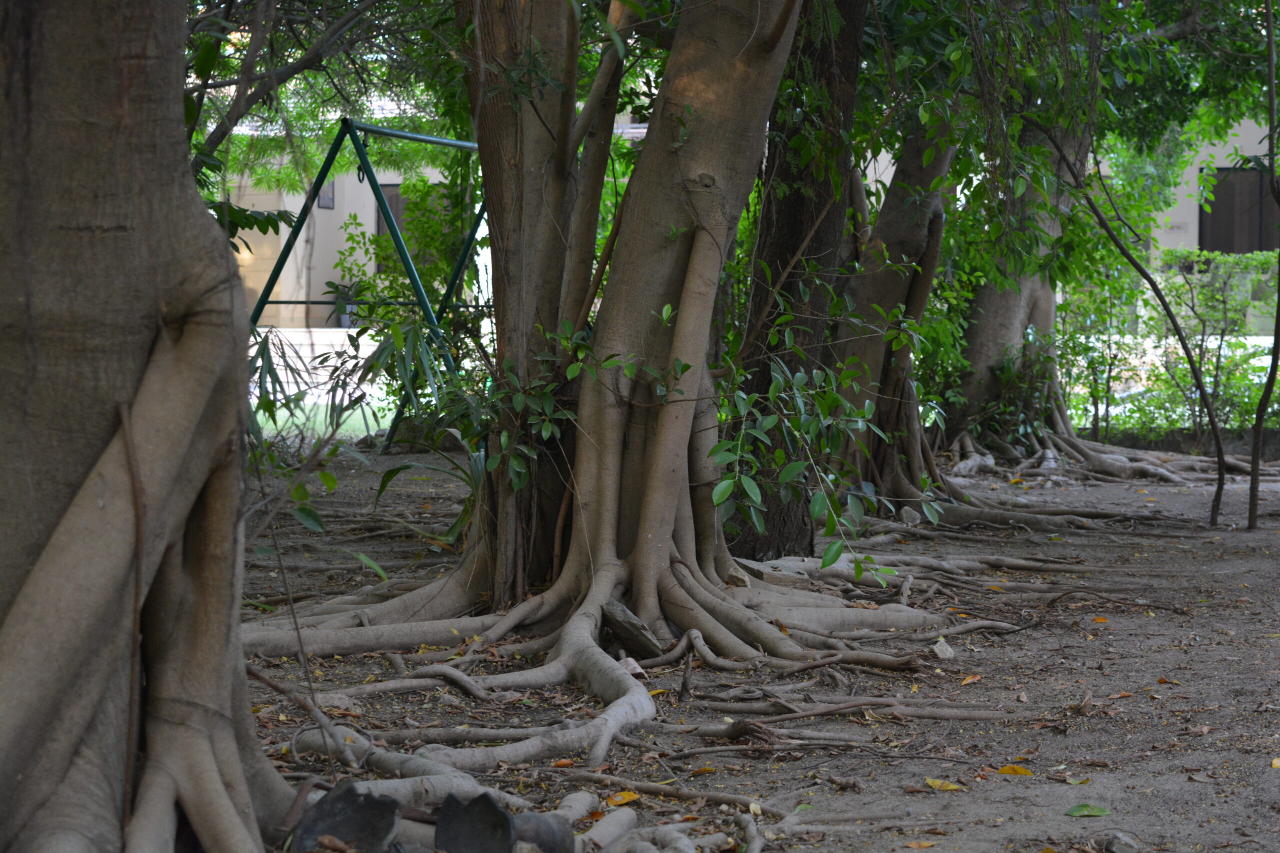 Relax by the Banyan Tree